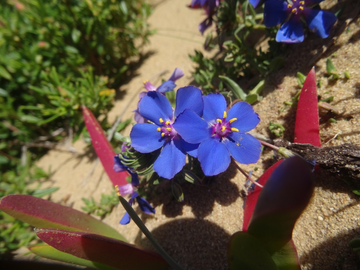 Gauchheil  anagallis (leinenblättriger?)