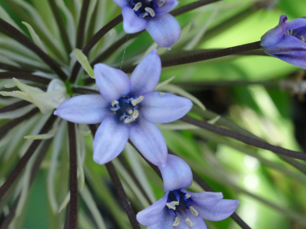 Scilla Peruviana