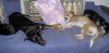 20091208 Hunde aufm Sofa 1.jpg