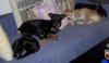 20091208 Hunde aufm Sofa 2.jpg