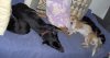 20091208 Hunde aufm Sofa 3.jpg