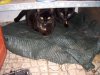 Katzen01.jpg