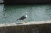 DSC_0204.JPG