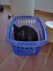 katze im wäschekorb.jpg