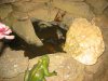 lake_&_snake_012.JPG