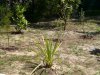 agave_2008_kl.jpg