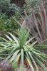 agave_kl.jpg