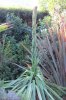 agave_14.03.14_kl.jpg
