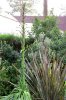 agave_30.03.14_kl.jpg