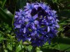 Scilla peruviana April16.JPG