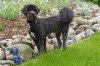 max_LG90665stauden.jpg max_LG90665stauden.jpg