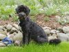 max_LG90672stauden.jpg max_LG90672stauden.jpg
