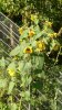 19.9. 2021 Sonnenblume (1).JPG 19.9. 2021 Sonnenblume (1).JPG