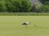 Storch-_LG91630_DxOVP.jpg