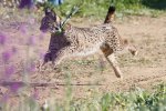 iberischer-luchs-portugal.jpg