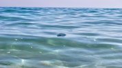 portugiesische-galeere-wasser-2.jpg
