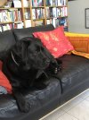 IMG_8525.jpeg