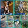 2024-09-10 - Maria aus Porto - zu vermittelnde Hunde - 3.JPG
