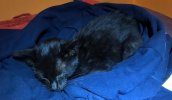 2024-10-14 - Rocky im Tiefschlaf - 2. Tag bei mir - 3.jpeg