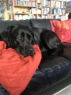 IMG_9062.jpeg