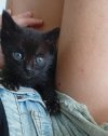 Katze3.jpeg