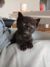 Katze4.jpeg Katze4.jpeg