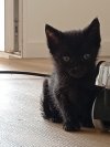 Cat3.jpeg