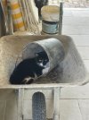 IMG_9302.jpeg