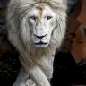 WhiteLion_PT