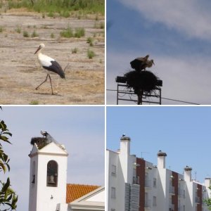 Störche in Portugal