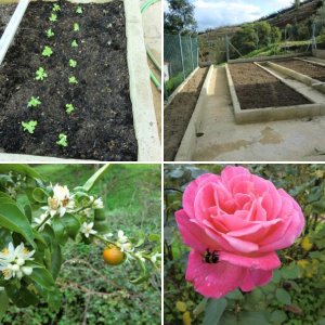 Mein Garten