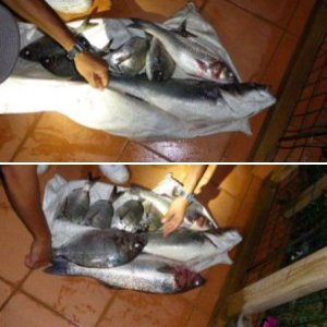Fischen