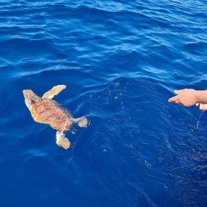 Rettungsaktion vor Aguda: Schildkröte „Carlinhos“ zurück in der Freiheit