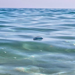 Portugiesische Galeere im Wasser