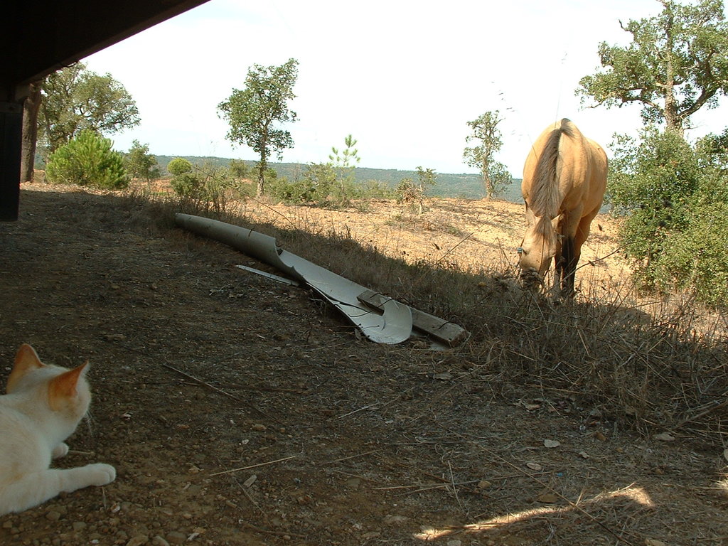 42318660ic.jpg
