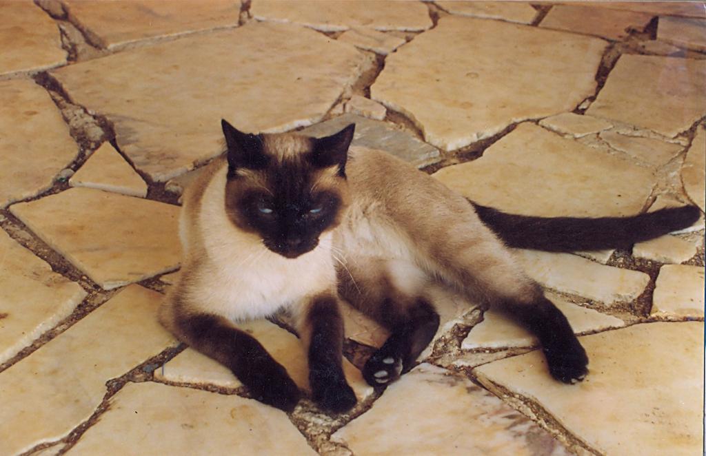 4855331.jpg