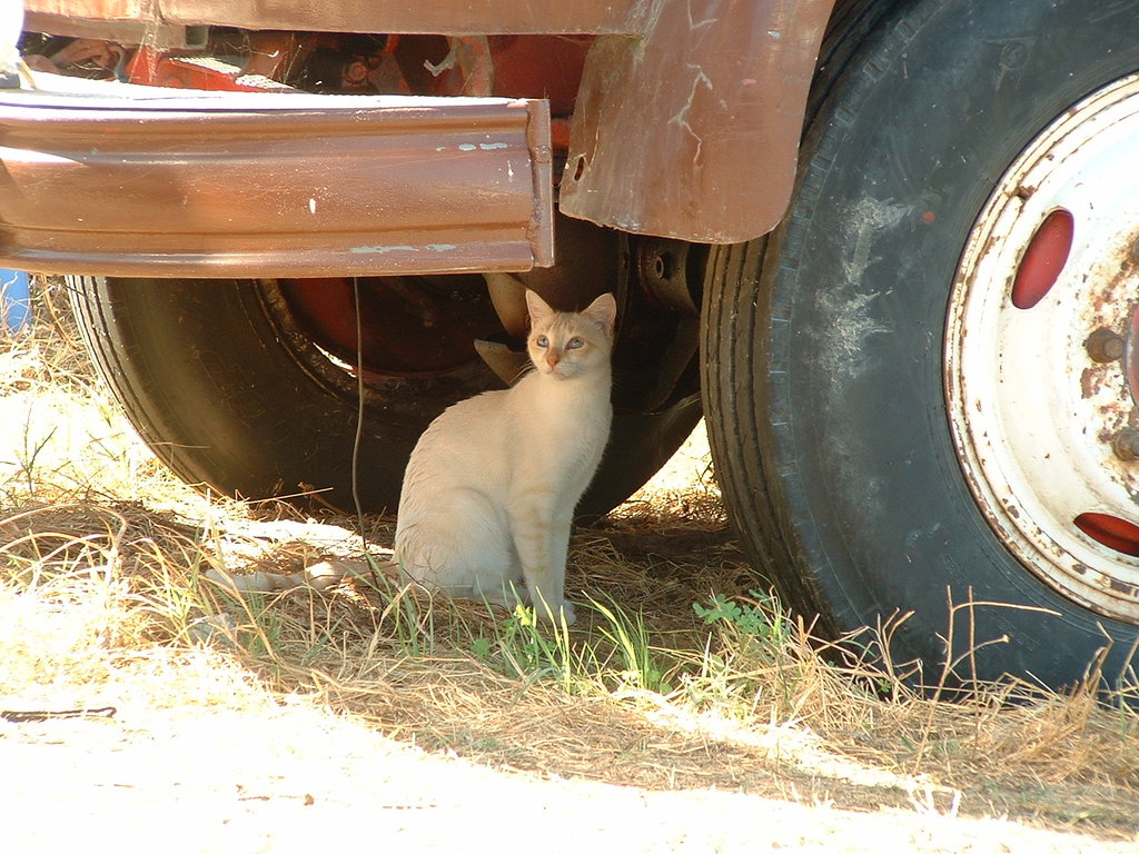 42318378hi.jpg