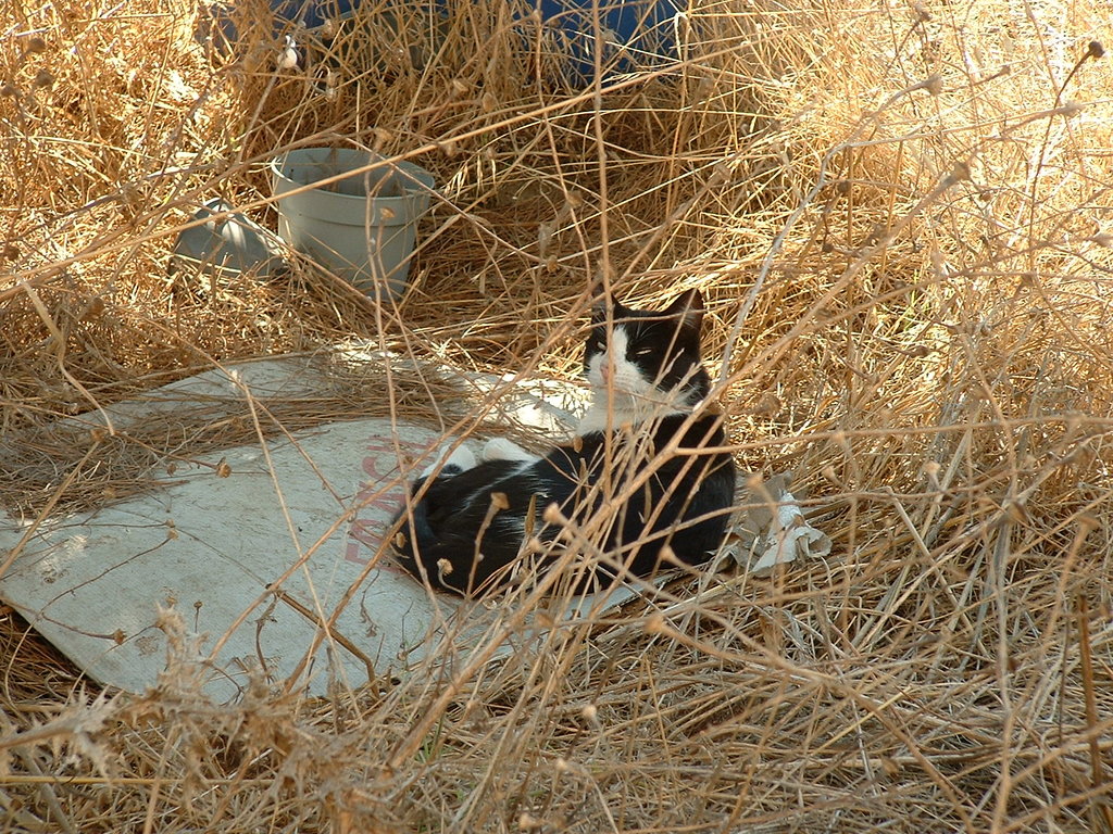 42318499zf.jpg