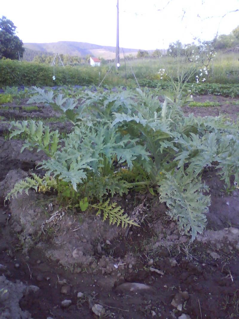 18127546xl.jpg
