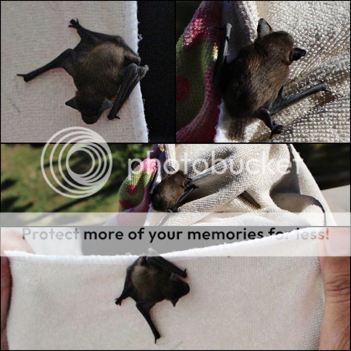 Fledermaus_zpsayczn2ue.jpg