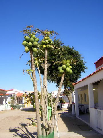 6249173gwf.jpg
