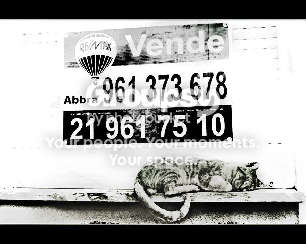 gato-crise2.jpg