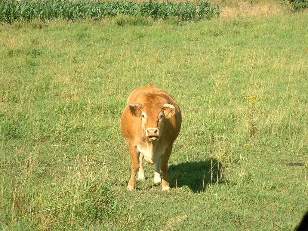 4923364.jpg