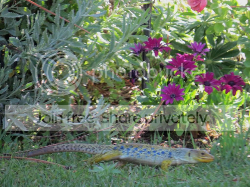Gartenbesucher_k1l_zps5d64f751.jpg