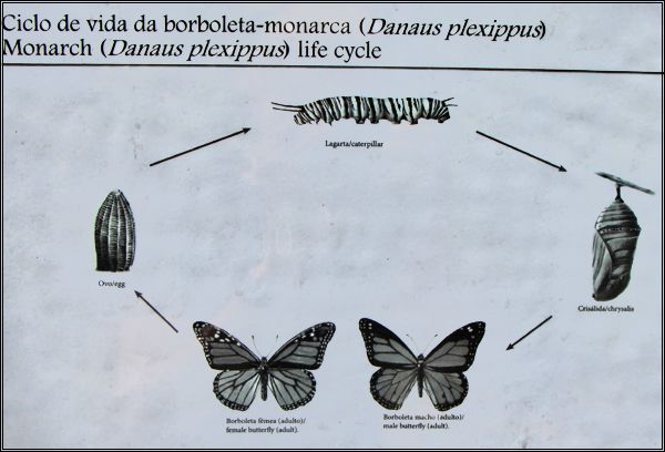 borboleta600_02_zps8014fa2b.jpg