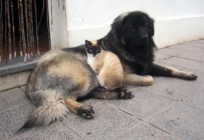 4557219.jpg