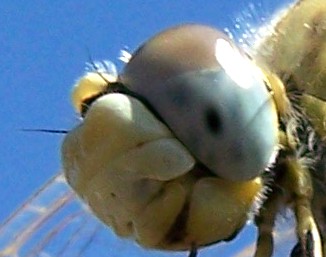 2780560.jpg