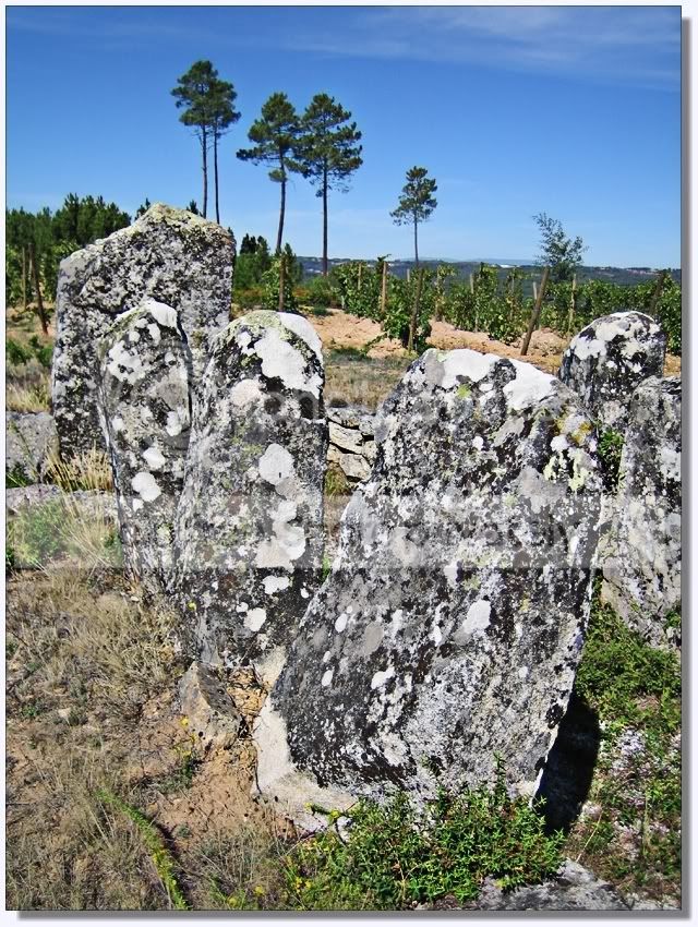 OrcadosBracais640_06.jpg