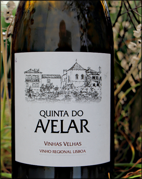 Quintado_Avelar_VV2015_480_zpsnp2izvjf.jpg