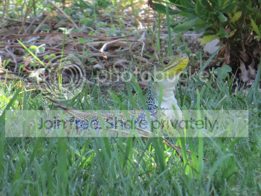 Gartenbesucher_kl_zps5ab79c49.jpg